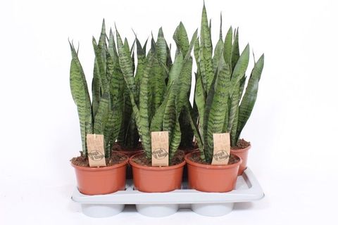 Sansevieria zeylanica