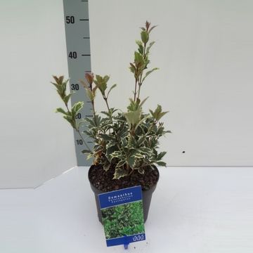 Osmanthus heterophyllus 'Variegatus'