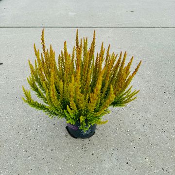 Calluna vulgaris 'Zorina'