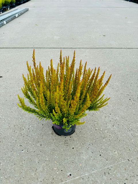 Calluna vulgaris 'Zorina'