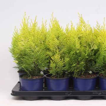 Chamaecyparis lawsoniana 'Ivonne'