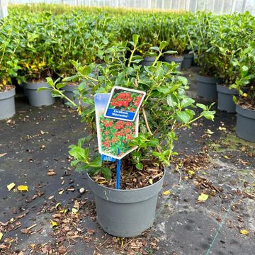 Escallonia rubra macrantha