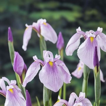 Iris laevigata 'Rose Queen'
