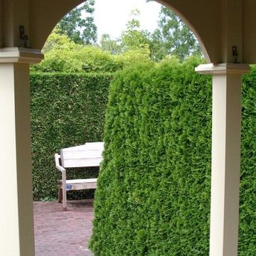 Thuja occidentalis 'Smaragd'