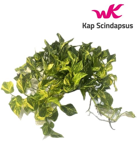 Epipremnum pinnatum 'N'Joy Gold'