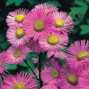 Erigeron 'Rosa Juwel'