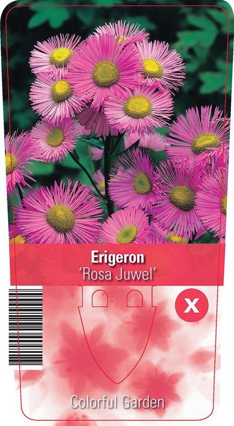 Erigeron 'Rosa Juwel'