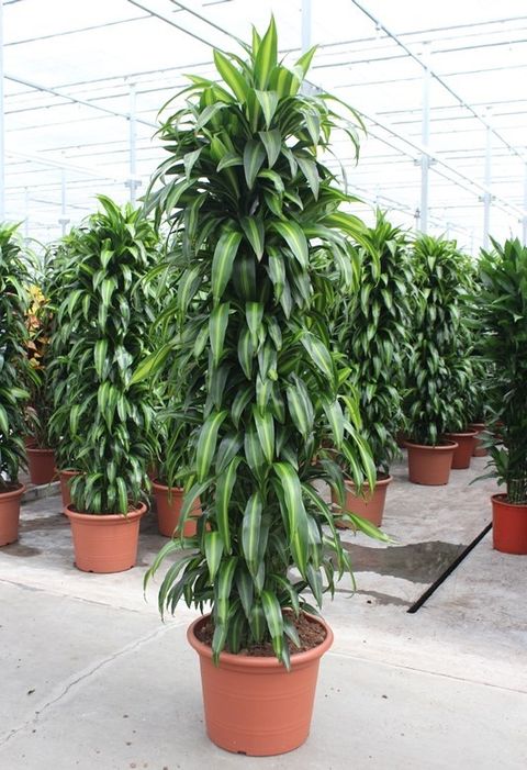 Dracaena fragrans 'Гавайан Саншайн'