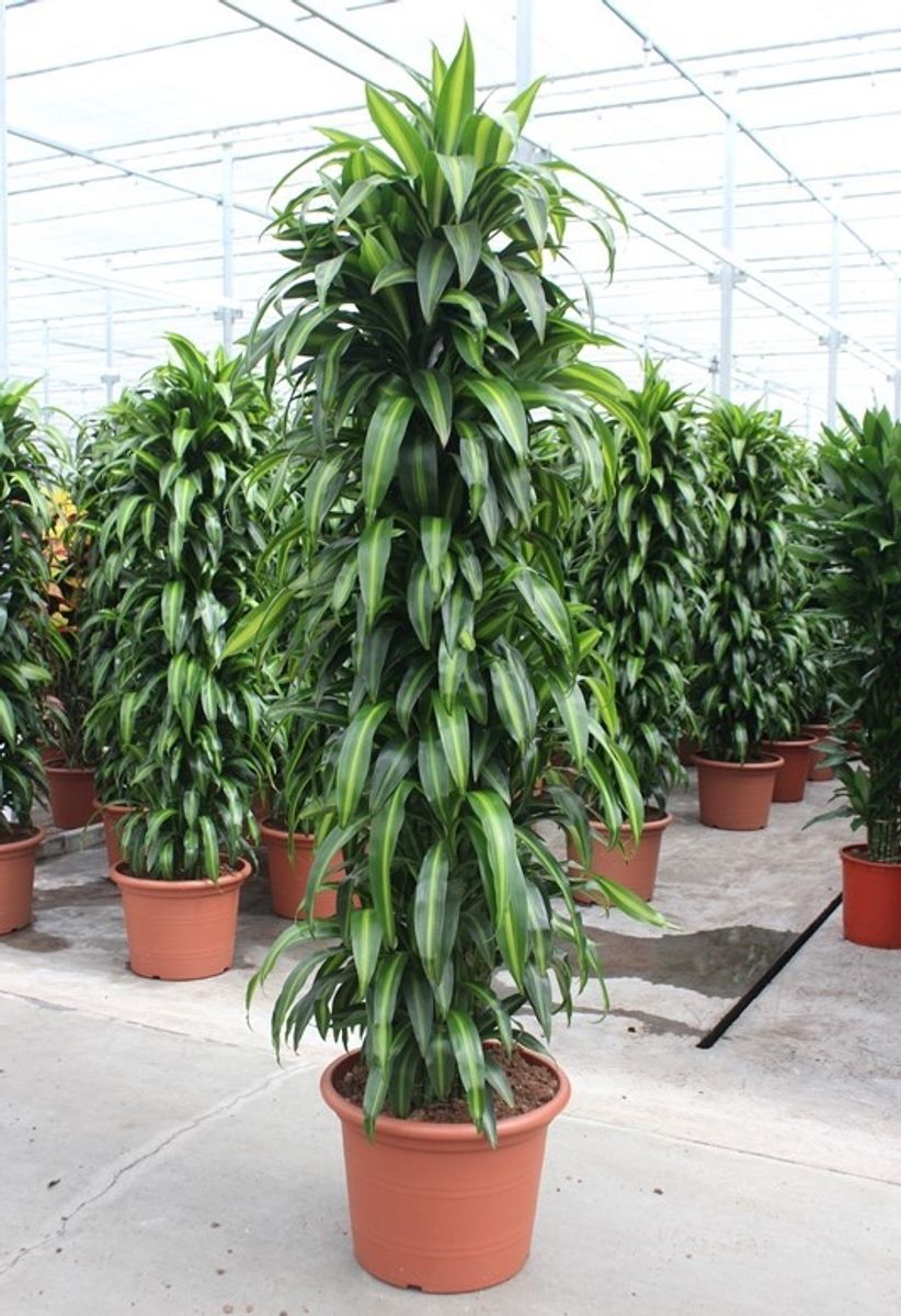 Dracaena fragrans 'Hawaiian Sunshine'  Plant Wholesale FlorAccess