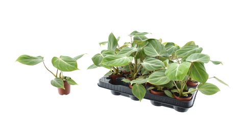 Filodendro gloriosum