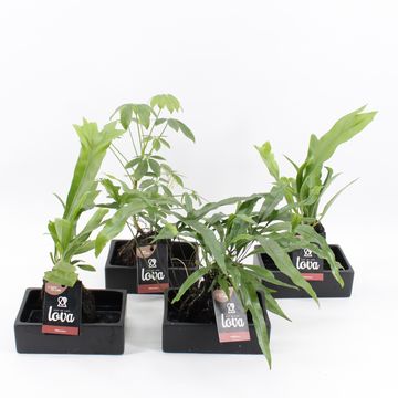 Plantas o interior MIX