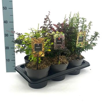Berberis MIX