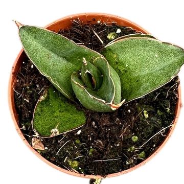 Sansevieria 'Opera House'