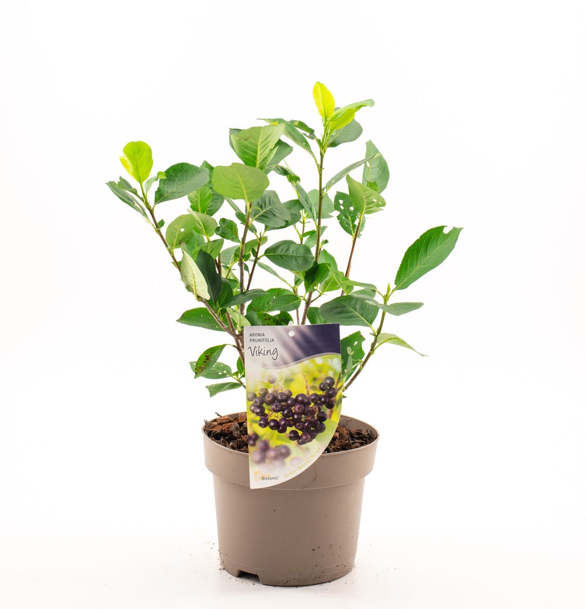 aronia-x-prunifolia-viking-plant-wholesale-floraccess