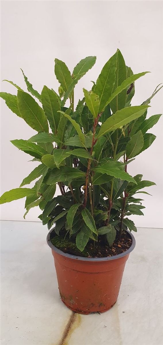 Laurus nobilis — Plant Wholesale FlorAccess