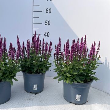 Salvia nemorosa