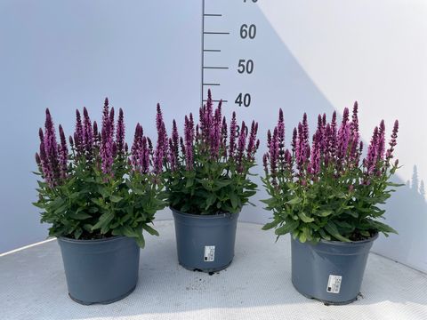 Salvia nemorosa