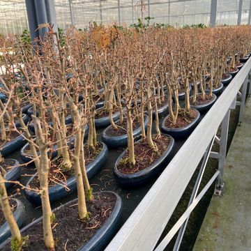 Metasequoia glyptostroboides