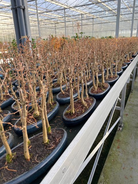 Metasequoia glyptostroboides