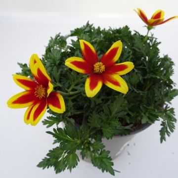 Bidens ferulifolia 'Tiger Bee'