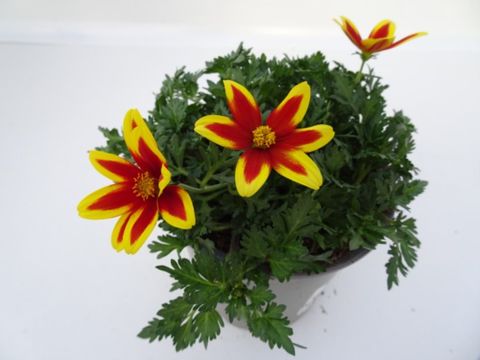 Bidens ferulifolia 'Tiger Bee'