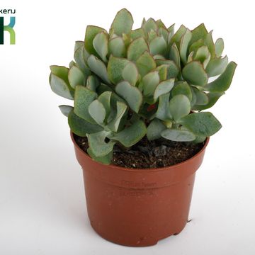 Crassula arborescens cristata