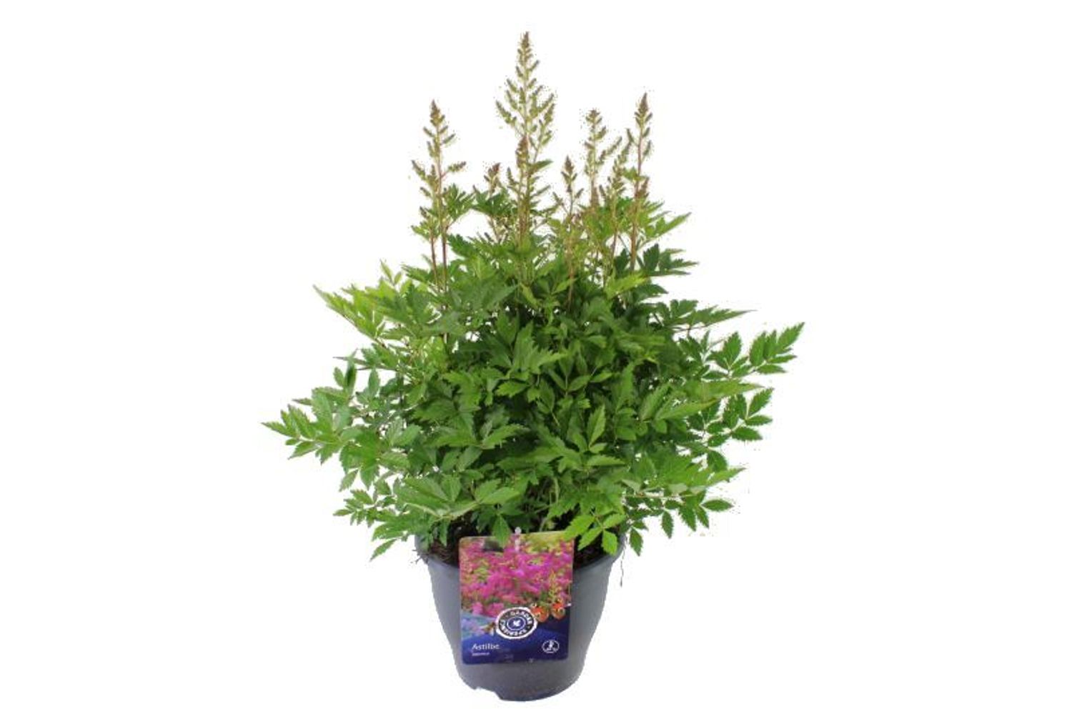 Astilbe 'Amerika' — Plant Wholesale FlorAccess