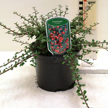 Cotoneaster microphyllus