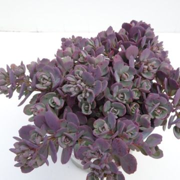 Sedum cauticola