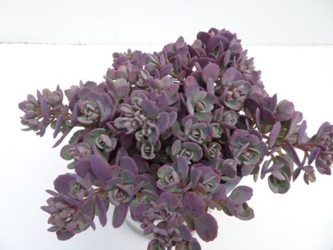 Sedum cauticola