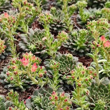 Orostachys fimbriata