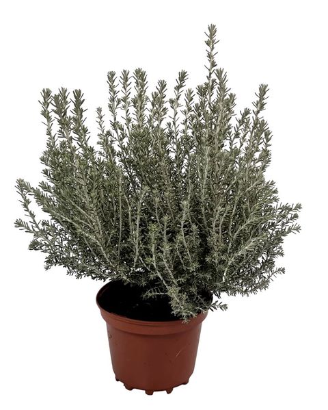 Ozothamnus rosmarinifolius 'Silver Jubilee'