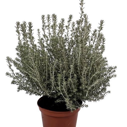 Ozothamnus rosmarinifolius 'Silver Jubilee'