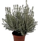 Ozothamnus rosmarinifolius 'Silver Jubilee'