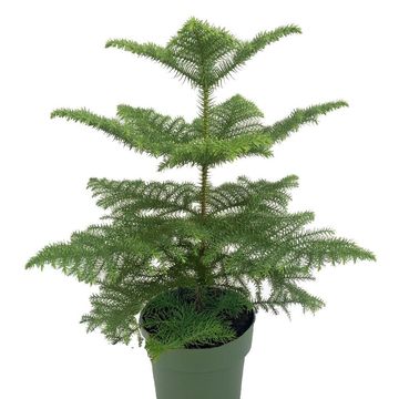Araucaria heterophylla