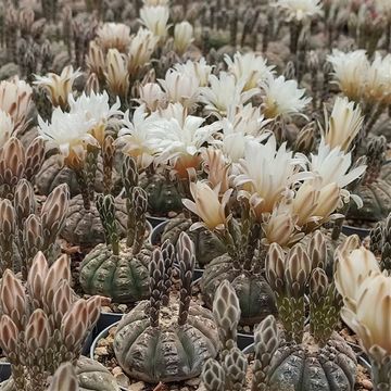Gymnocalycium ragonesei