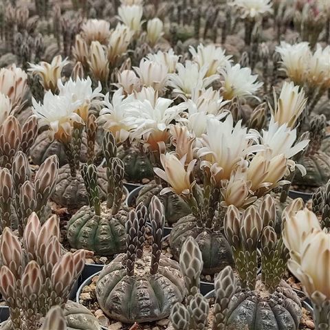 Gymnocalycium ragonesei