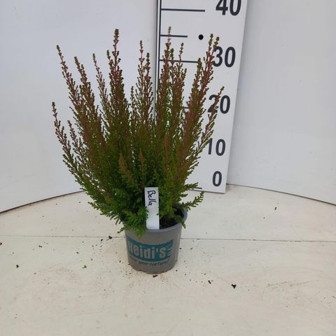 Erica gracilis HEIDI'S BELLA