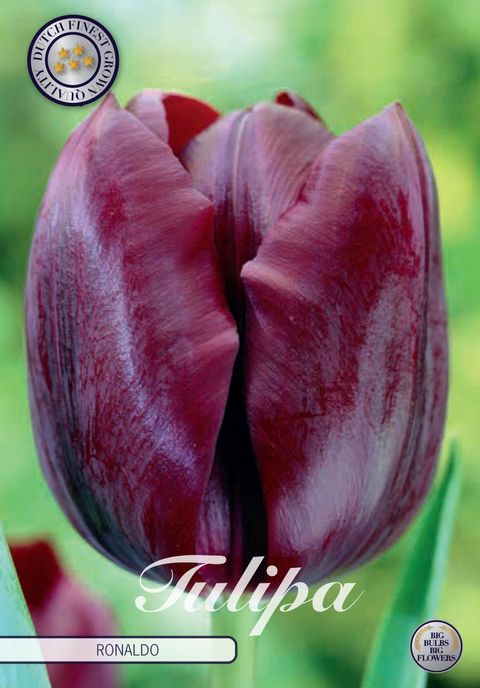 Tulipa 'Ronaldo'