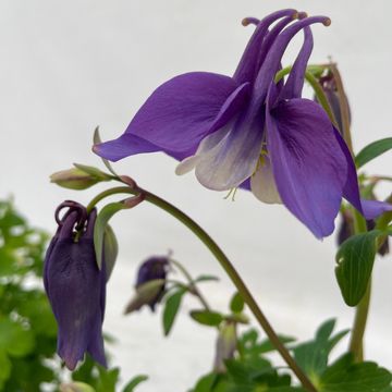 Aquilegia SPRING MAGIC MIX