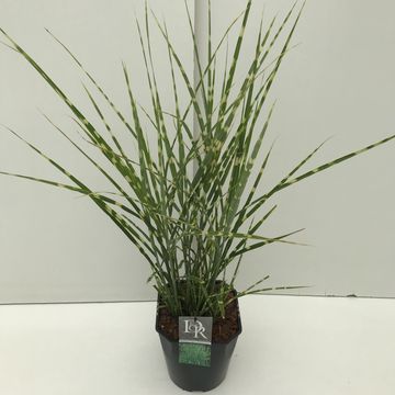 Miscanthus sinensis 'Стриктус'