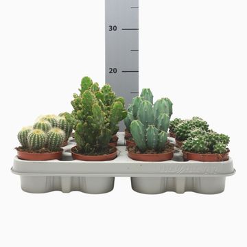 Cactées MIX