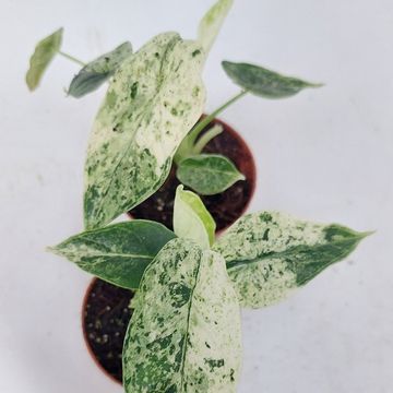 Alocasia 'Dragon Scale Variegata'