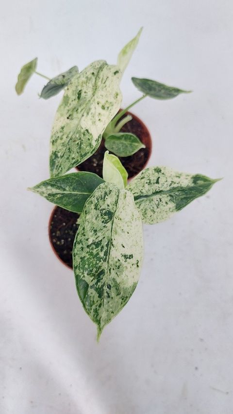 Alocasia 'Dragon Scale Variegata'