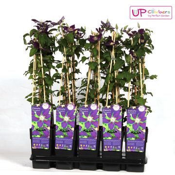 Clematis 'The Vagabond' (EL)