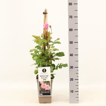 Rosa KISS ME KATE