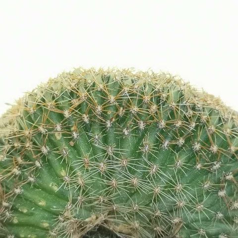 Lobivia arachnacantha cristata