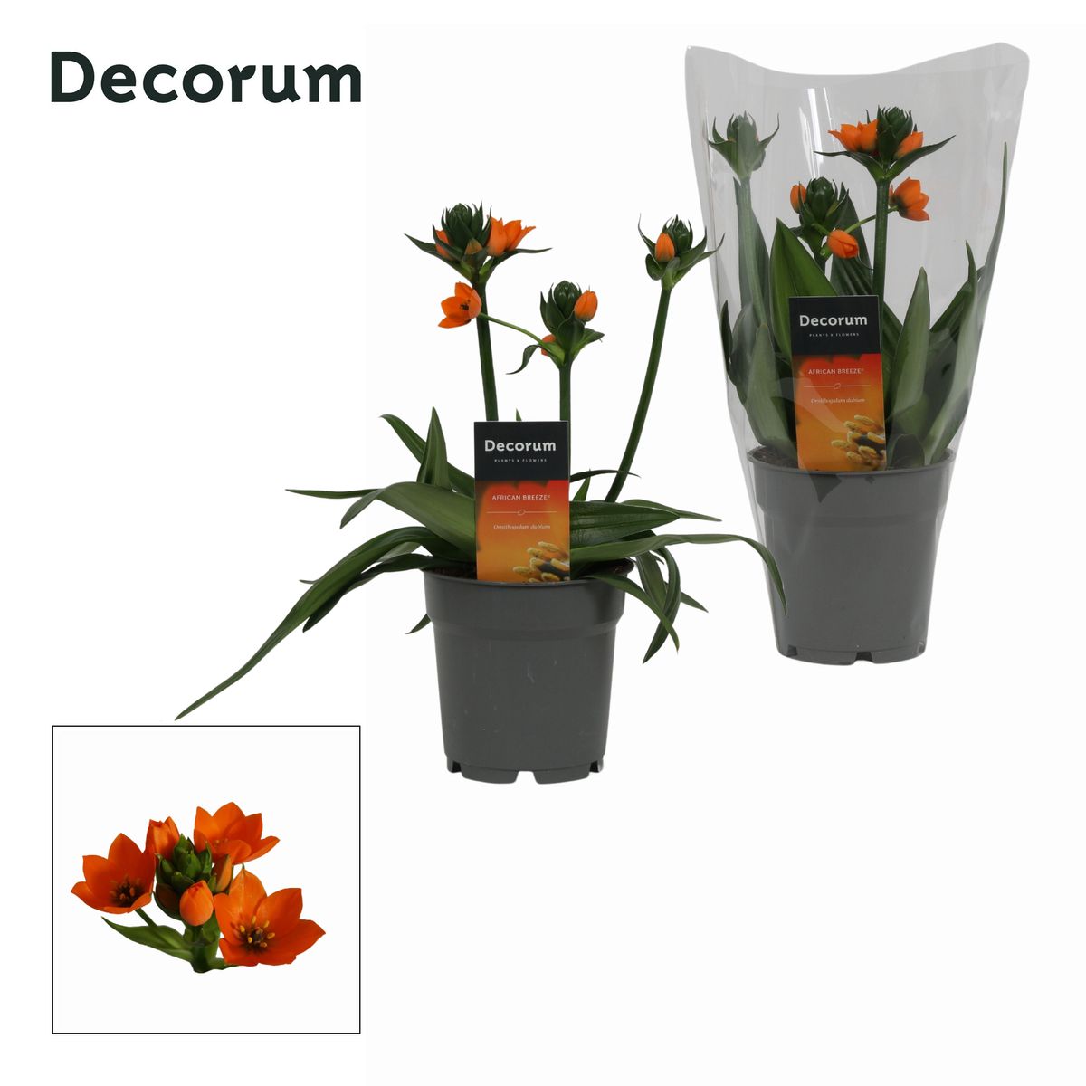 buying lemongrass plants Buy Lemongrass Plants & Trees Online