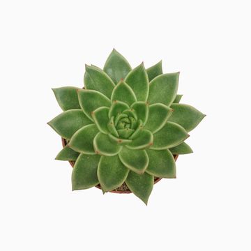 Echeveria agavoides