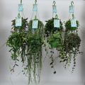 Hanging plants MIX